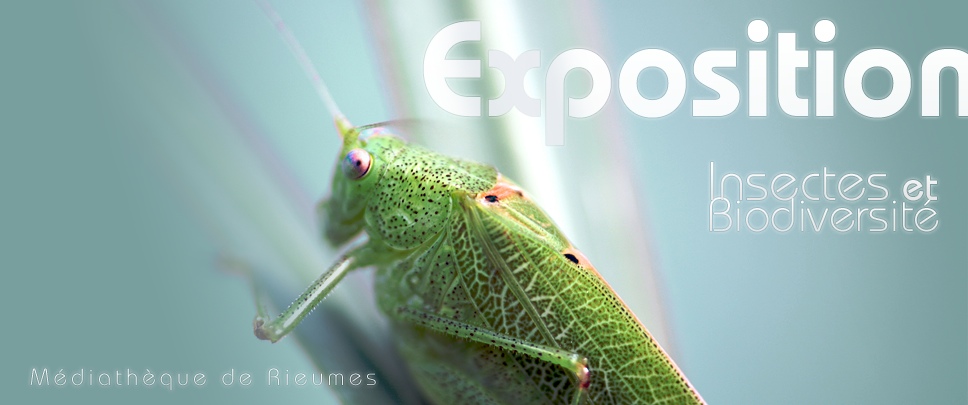 Exposition Insectes et Biodiversité, médiathèque de Rieumes