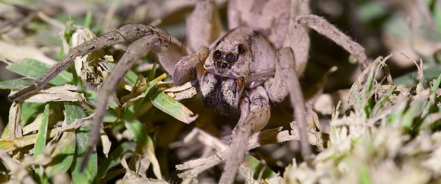 Araignée-loup / Lycosa ZZ567 NSW