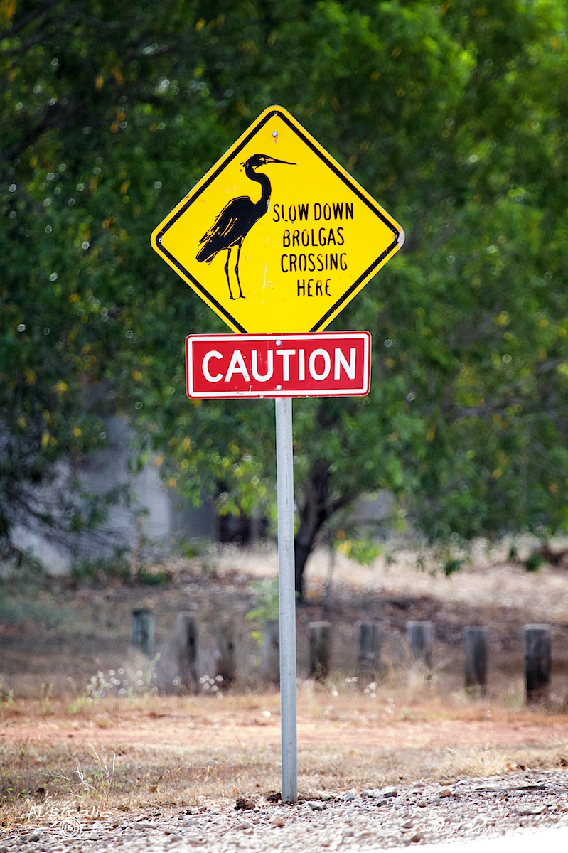 Présence de grues brolga