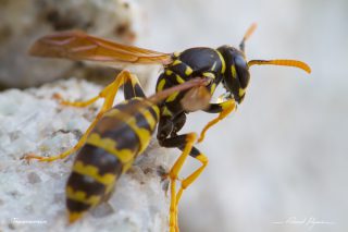 Guêpe poliste - Polistes dominula Guêpe poliste - Polistes dominula