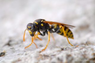 Guêpe poliste - Polistes dominula Guêpe poliste - Polistes dominula