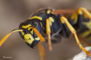 Guêpe poliste - Polistes dominula Guêpe poliste - Polistes dominula
