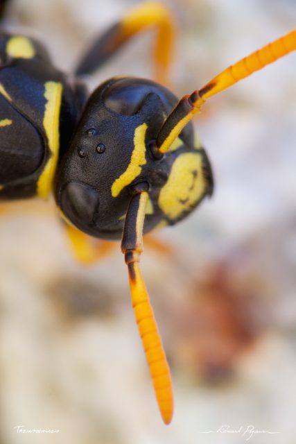 Guêpe poliste - Polistes dominula Guêpe poliste - Polistes dominula