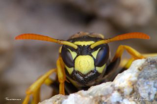 Guêpe poliste - Polistes dominula Guêpe poliste - Polistes dominula