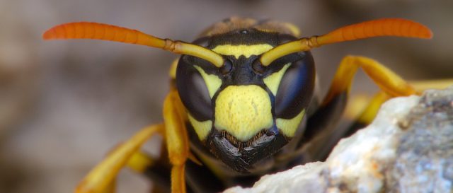 Guêpe poliste / Polistes dominula