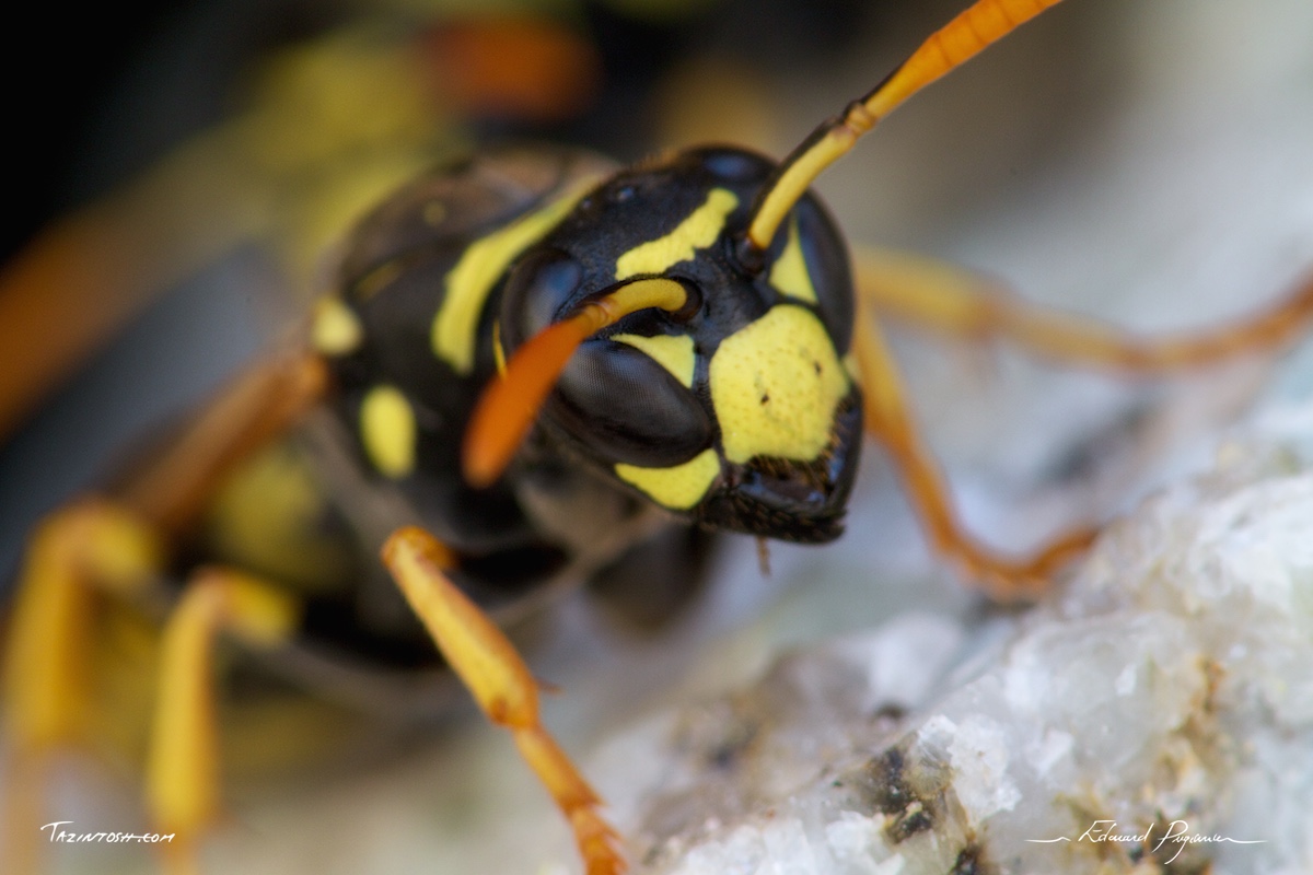 Guêpe poliste - Polistes dominula | European paper wasp