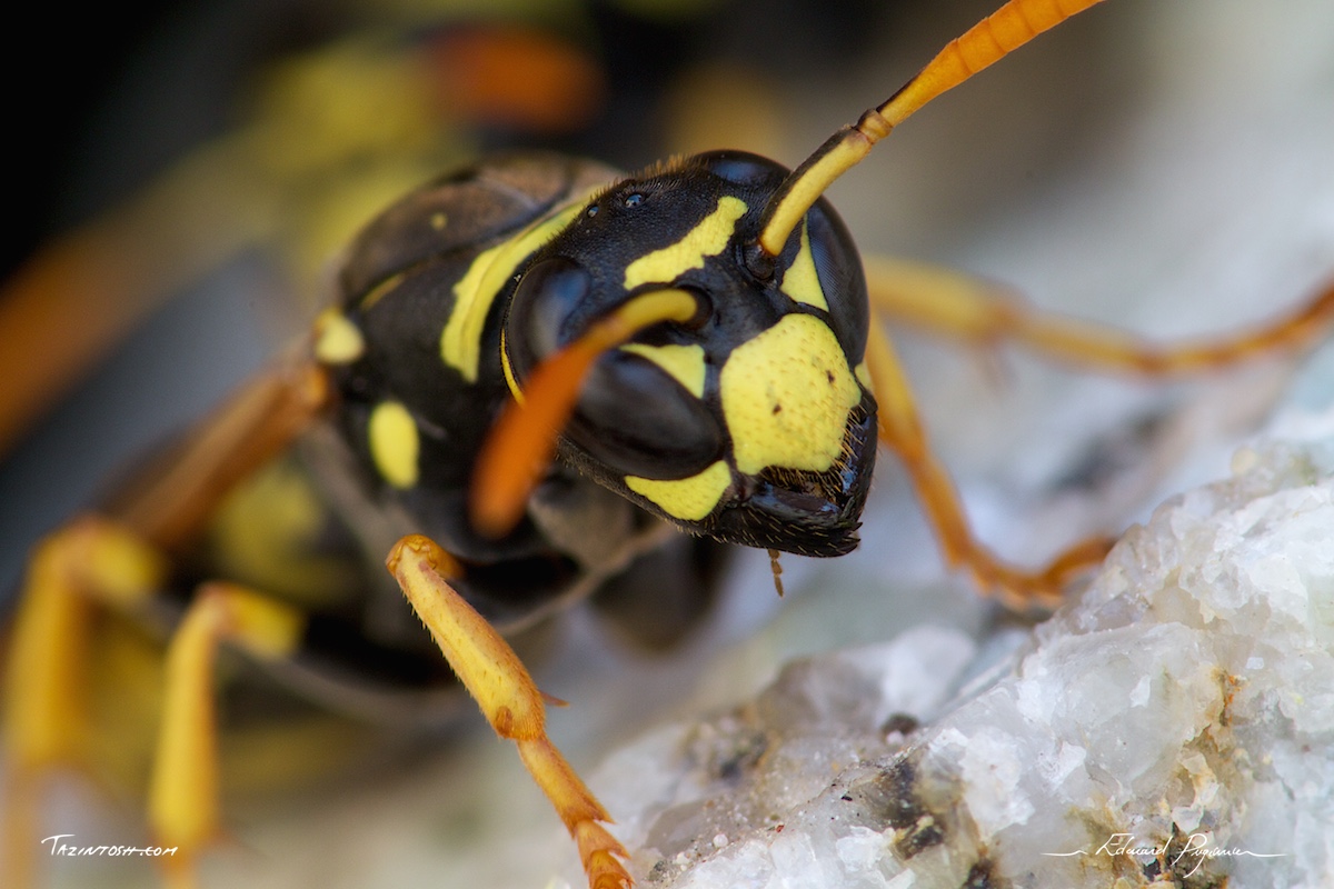 Guêpe poliste - Polistes dominula | European paper wasp