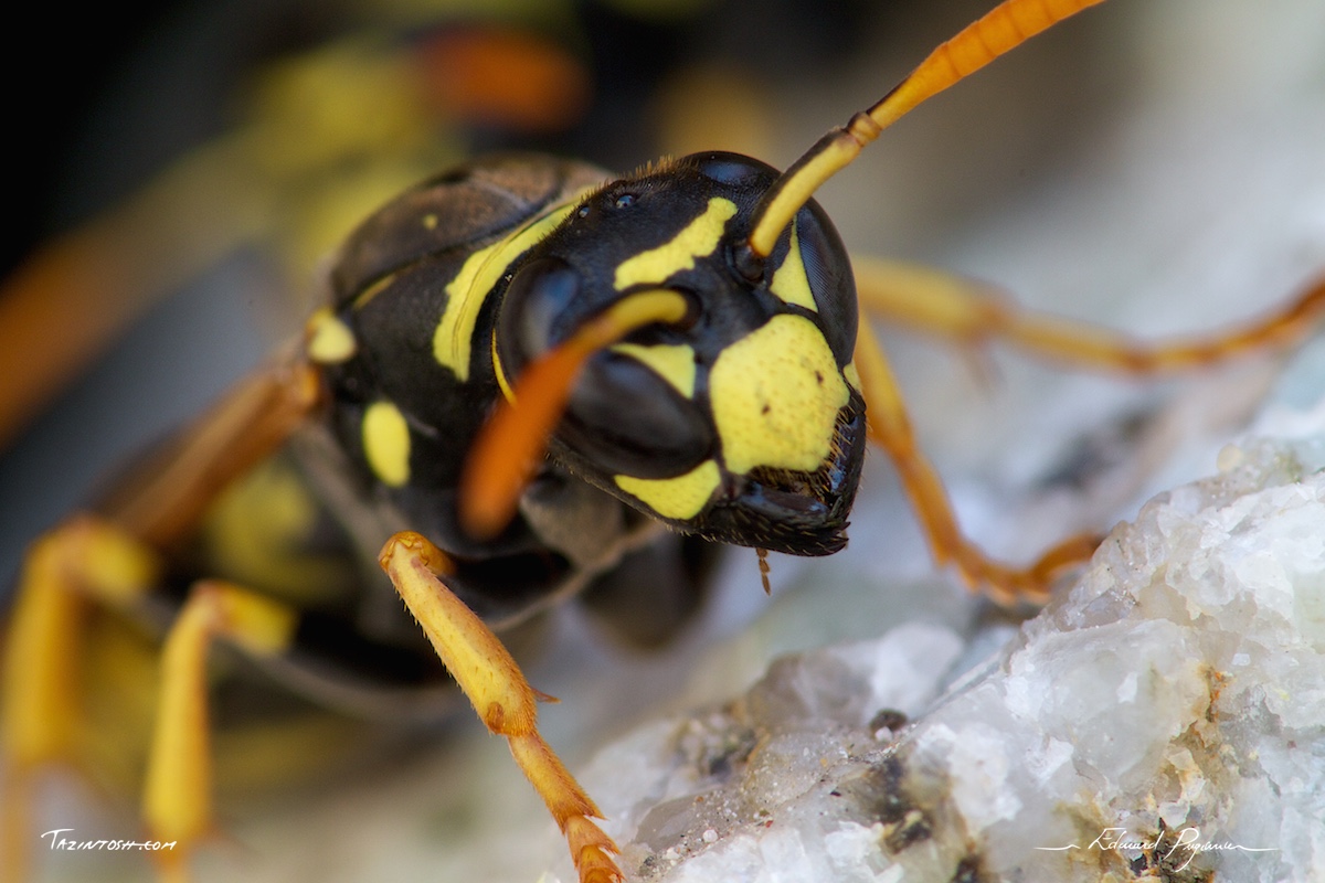 Guêpe poliste - Polistes dominula | European paper wasp