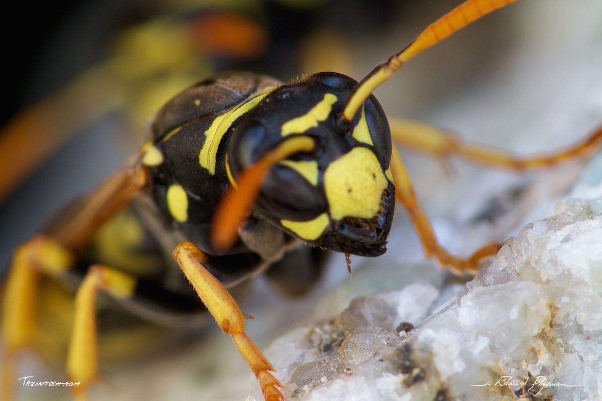 Guêpe poliste - Polistes dominula | European paper wasp