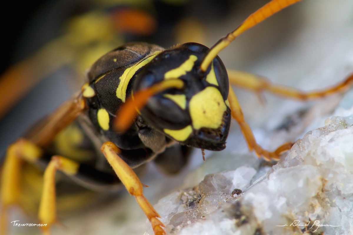 Guêpe poliste - Polistes dominula | European paper wasp