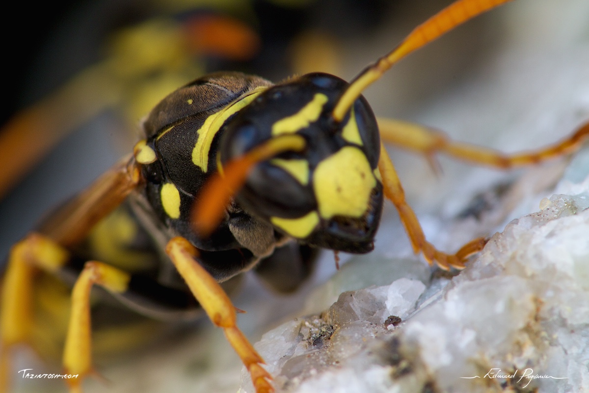 Guêpe poliste - Polistes dominula | European paper wasp