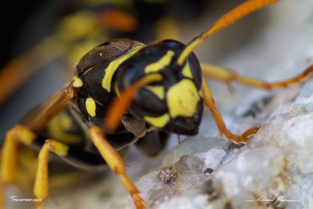 Guêpe poliste - Polistes dominula | European paper wasp
