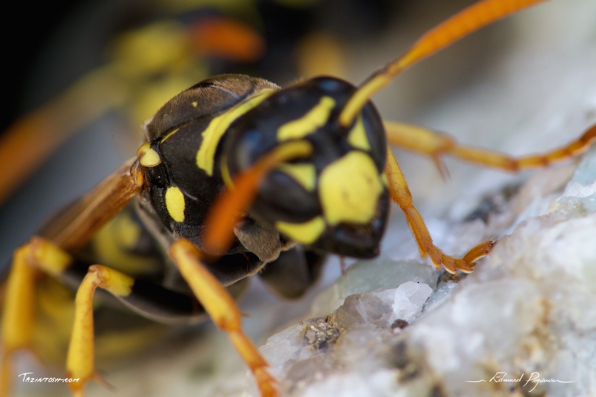 Guêpe poliste - Polistes dominula | European paper wasp