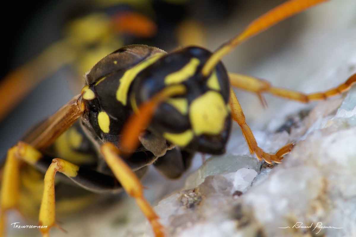 Guêpe poliste - Polistes dominula | European paper wasp