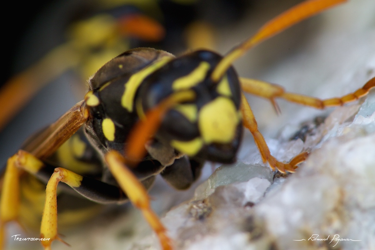 Guêpe poliste - Polistes dominula | European paper wasp