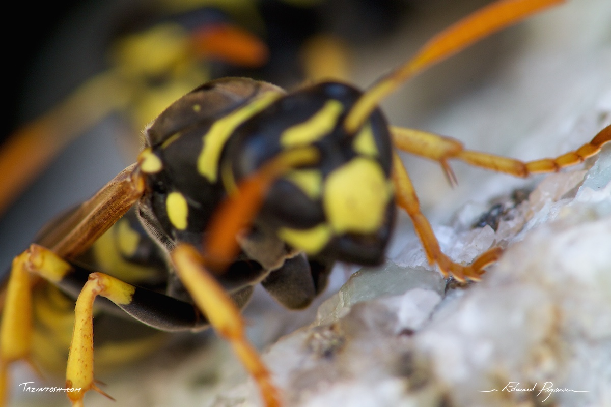 Guêpe poliste - Polistes dominula | European paper wasp