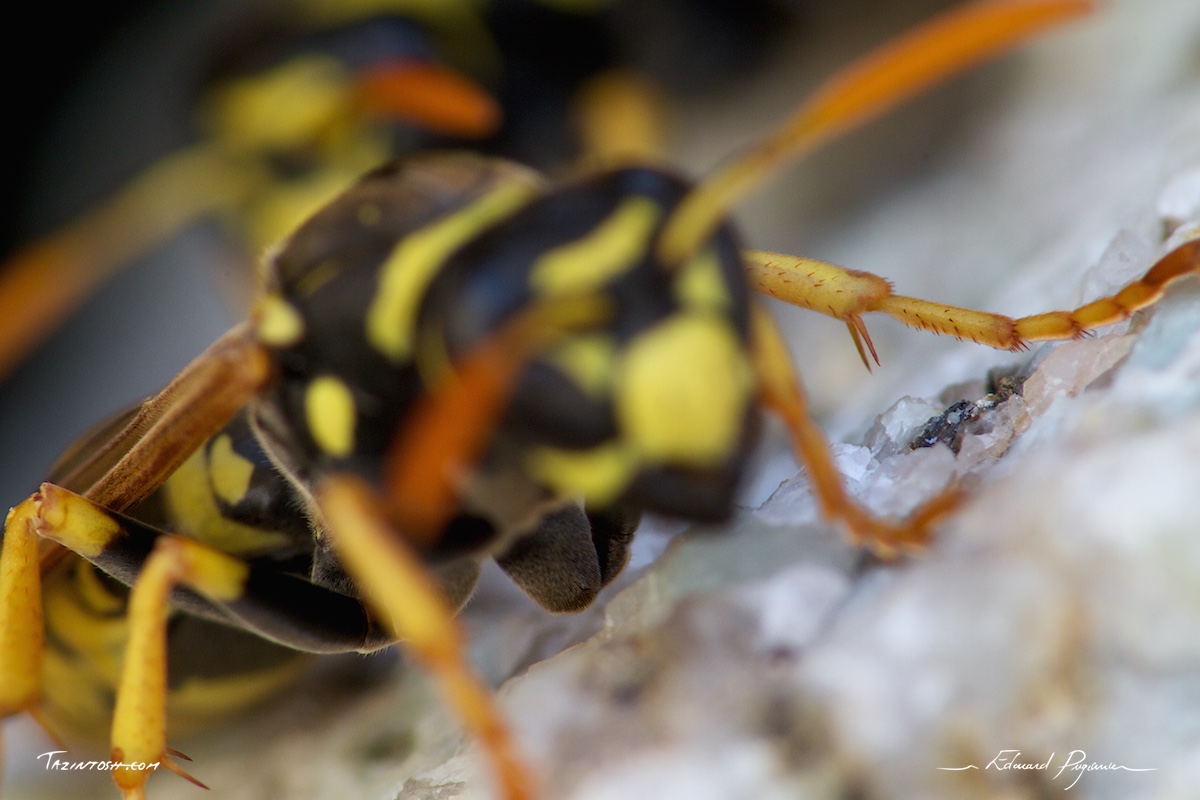 Guêpe poliste - Polistes dominula | European paper wasp