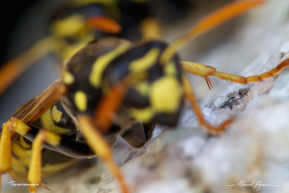 Guêpe poliste - Polistes dominula | European paper wasp