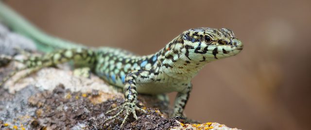Lézard des murailles / Podarcis muralis