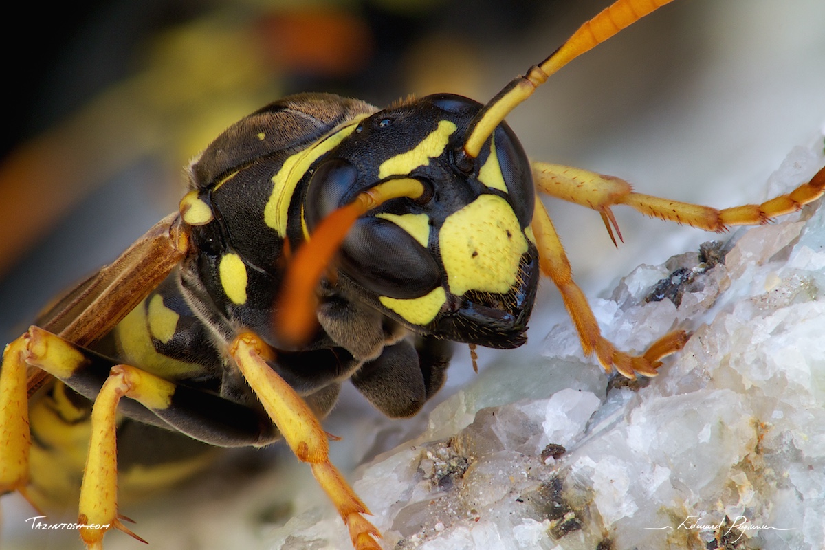 Guêpe poliste - Polistes dominula | European paper wasp