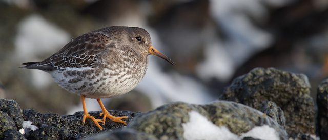 Bécasseau violet / Calidris maritima