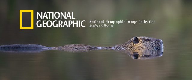 National Geographic sélectionne mon ragondin