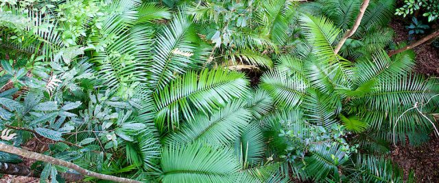 Jungle • Parc national des gorges de la Barron