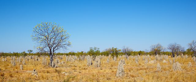Termites’ nest on Burke Developmental Rd (Bang Bang)