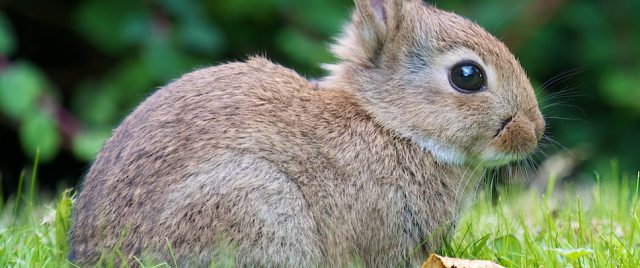 « Lapin… Laaaaapin… »