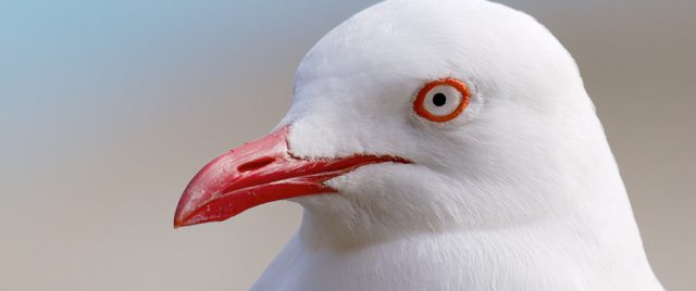 Mouette argentée | Chroicocephalus novaehollandiae