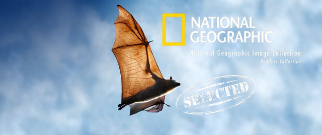 National Geographic sélectionne ma chauve-souris