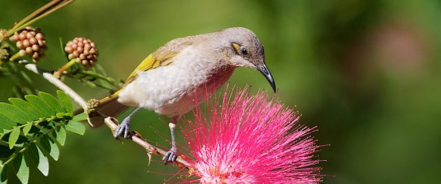 Méliphage brunâtre / Lichmera indistincta