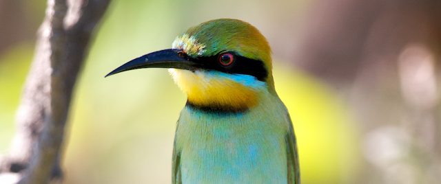 Guêpier arc-en-ciel / Merops ornatus