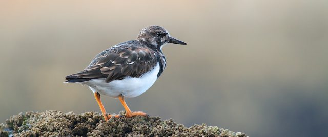 Tournepierre à collier / Arenaria interpres